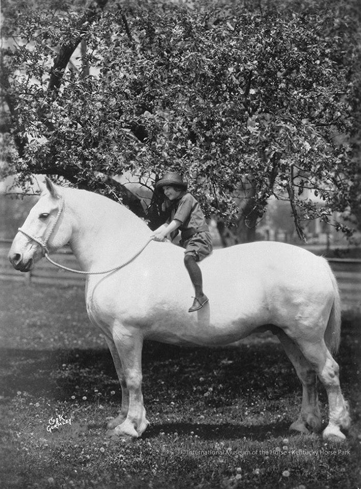 Percheron Horses